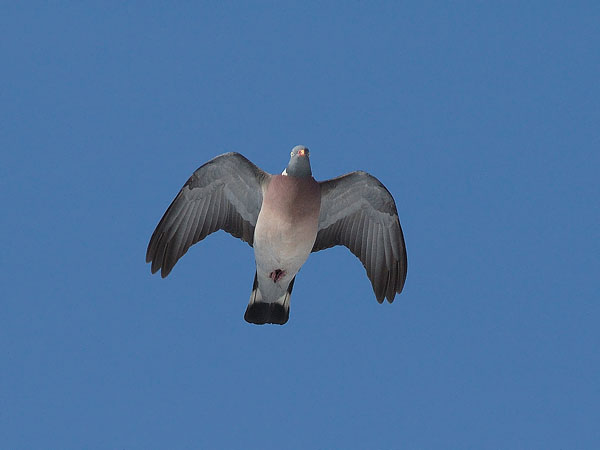 Sepelkyyhky, Common Wood Pigeon, Columba palumbus